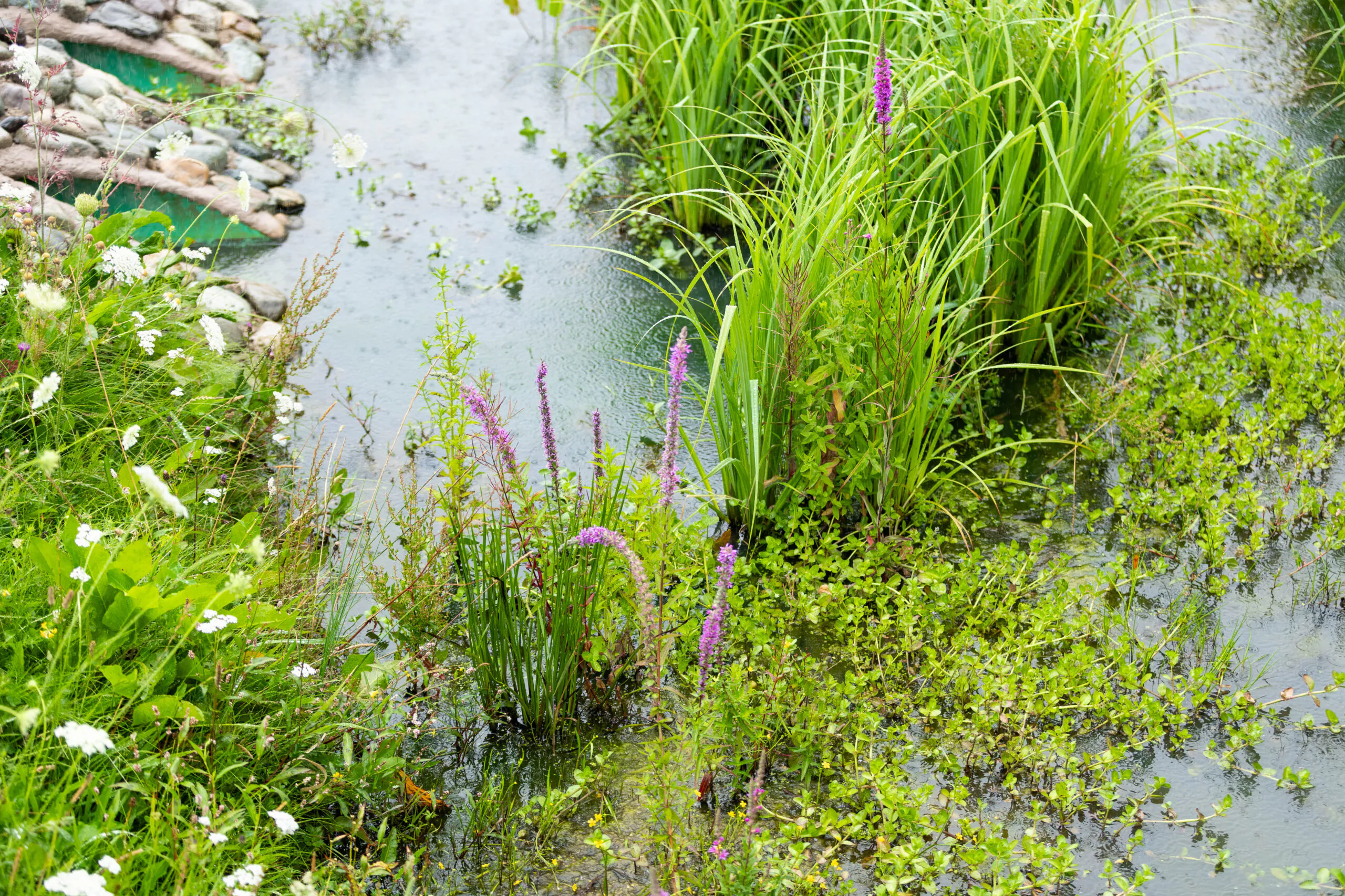 Wetland vegetation including tall grasses and purple flowers around shallow water pools with rocks.