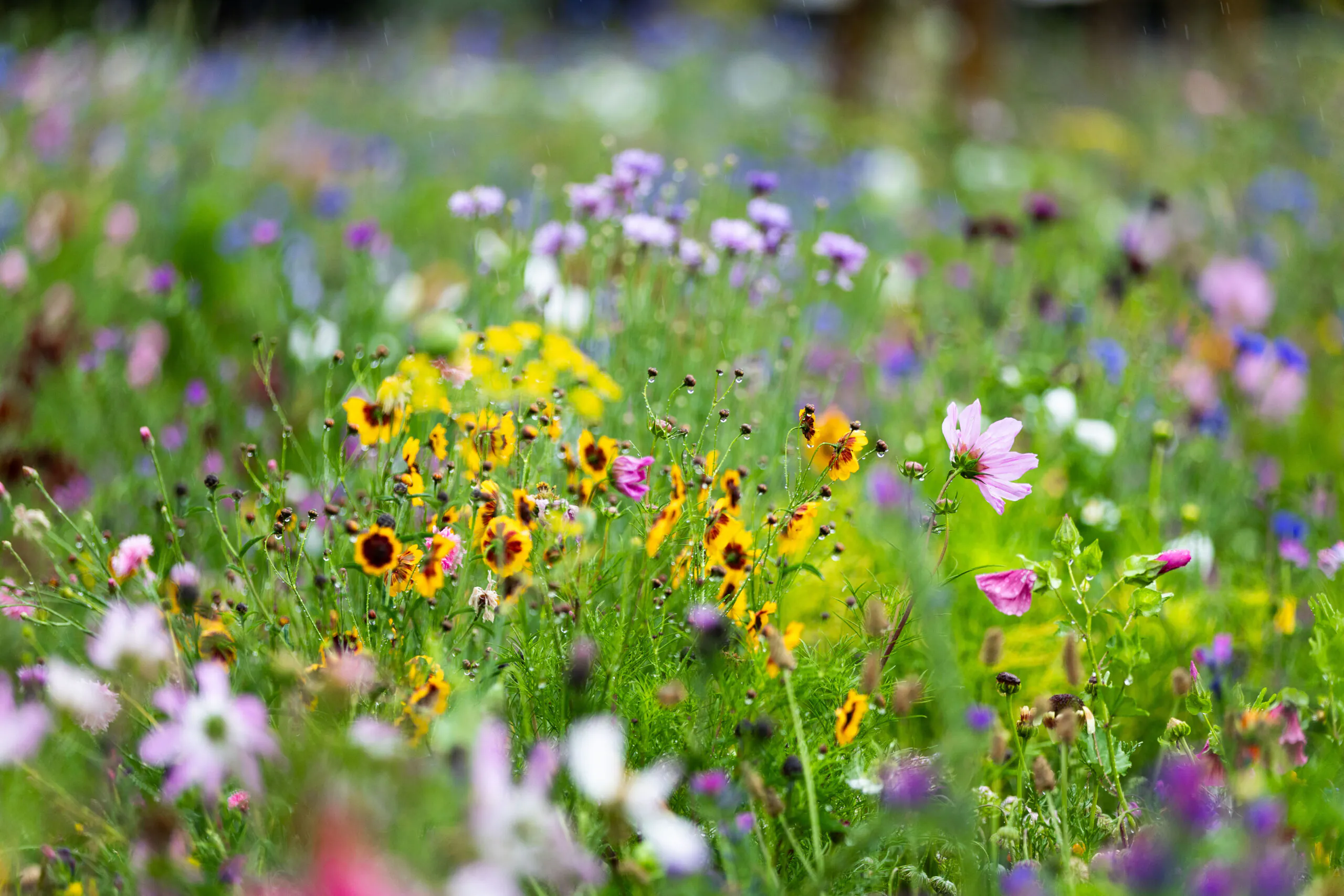 Colorful meadow filled with yellow, purple, and pink wildflowers against a green blurred background.