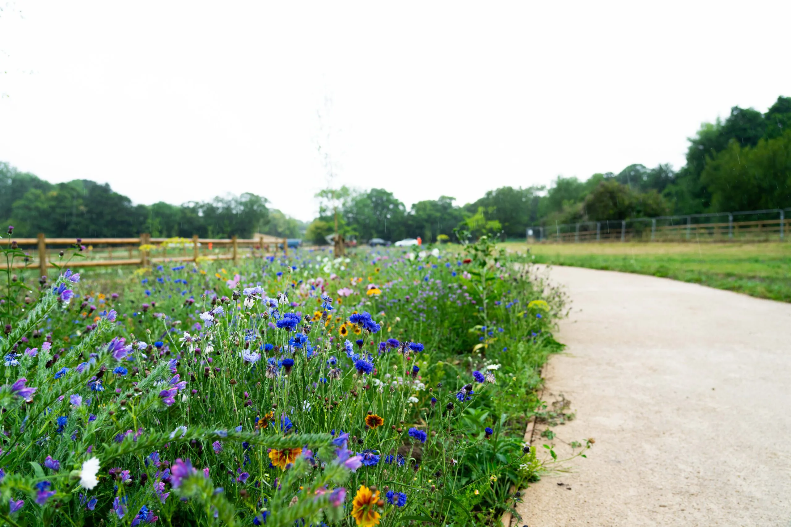 Curved paved pathway through a field of wildflowers with trees and fencing in the distance.