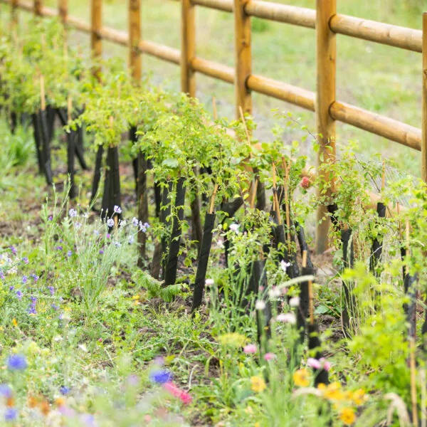Rows of young plants supported by black fabric sleeves growing along wooden fencing amid wildflowers.