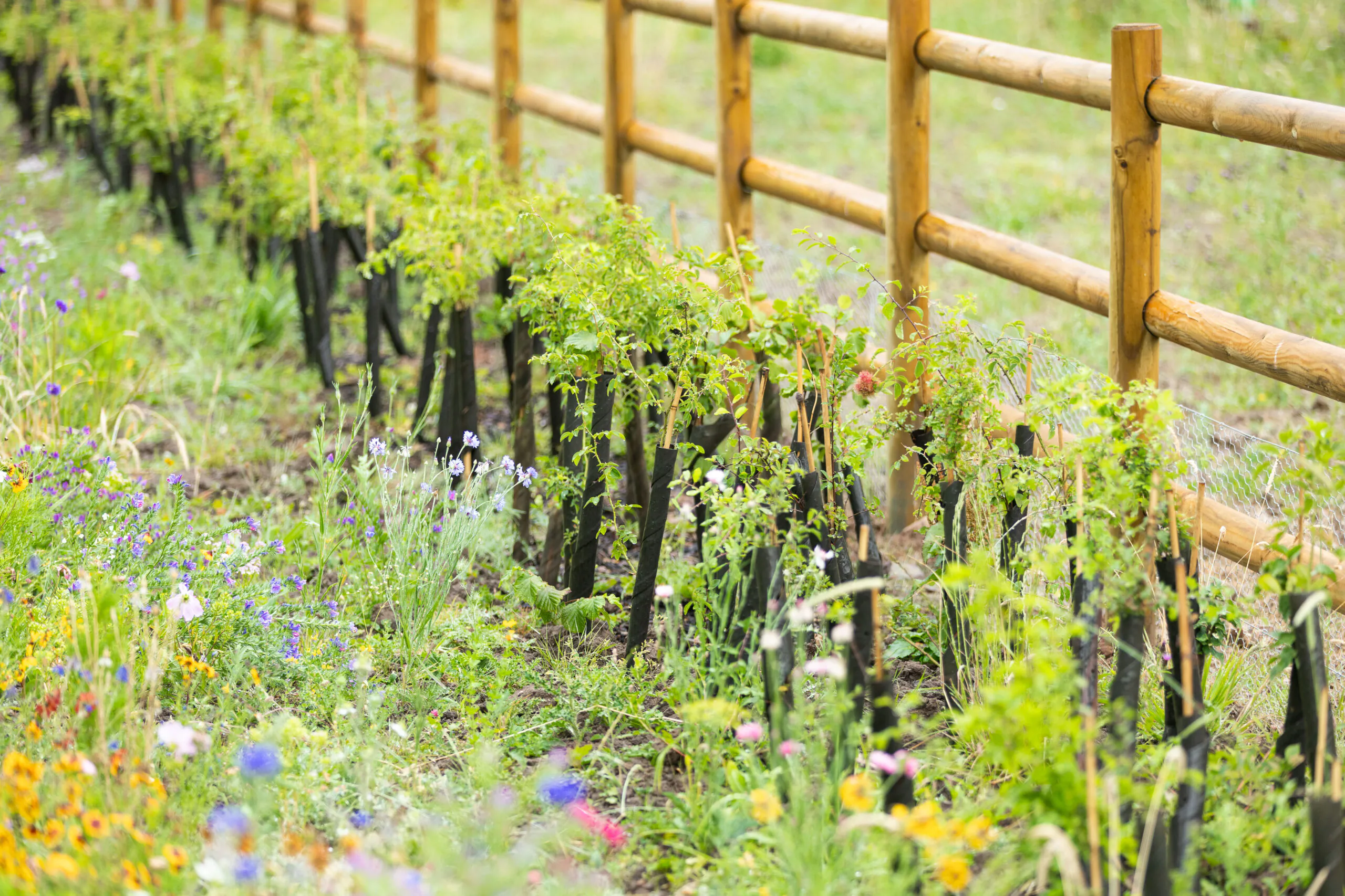 Rows of young plants supported by black fabric sleeves growing along wooden fencing amid wildflowers.
