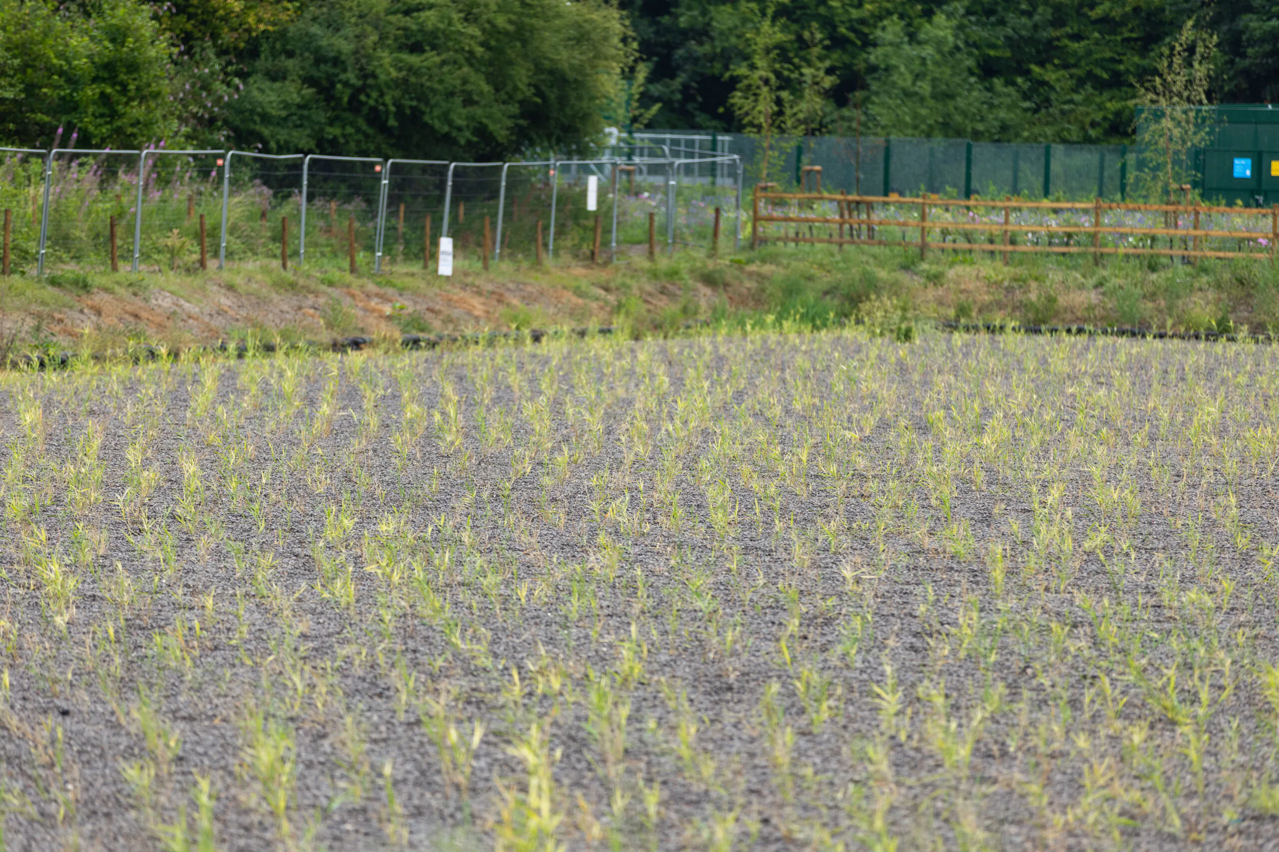 Large tilled soil field with small sprouting plants arranged neatly and bordered by wire fencing.
