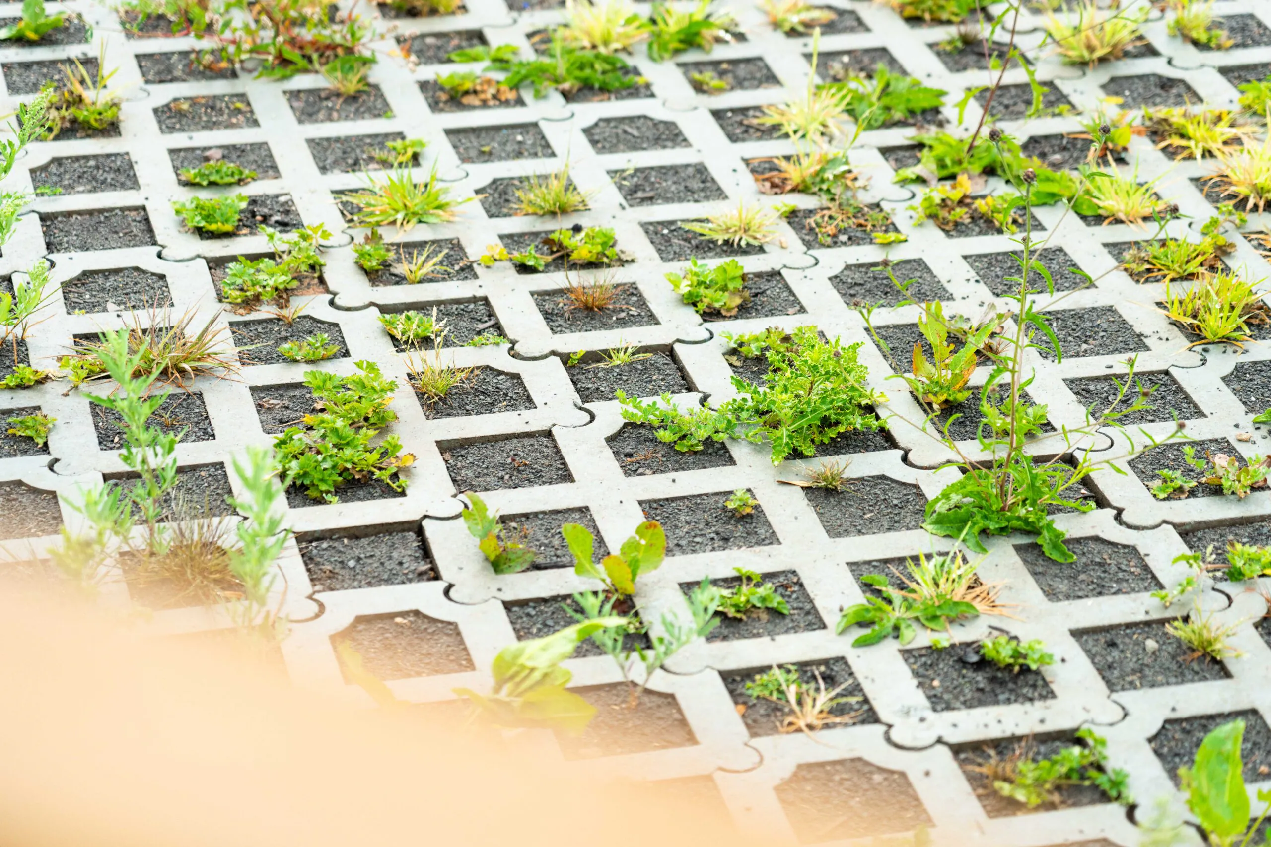 Concrete grid pavers with small soil gaps between them, where various green plants and weeds are growing; an example of permeable paving that supports vegetation and water drainage.