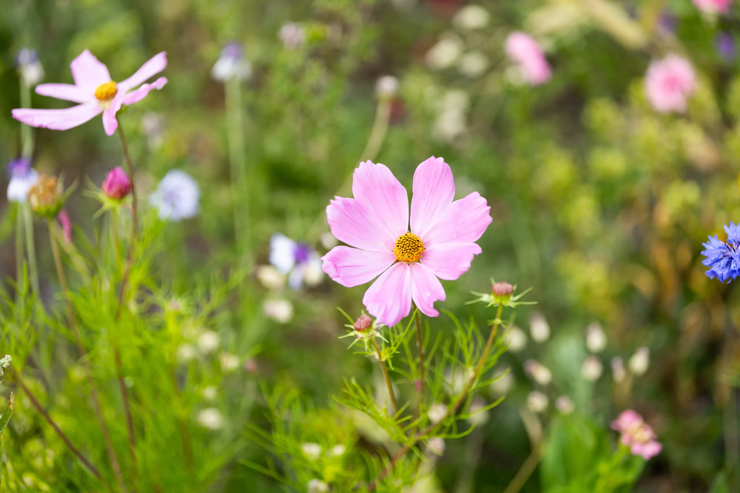 Close-up of a pink flower with yellow center surrounded by wildflowers and greenery.