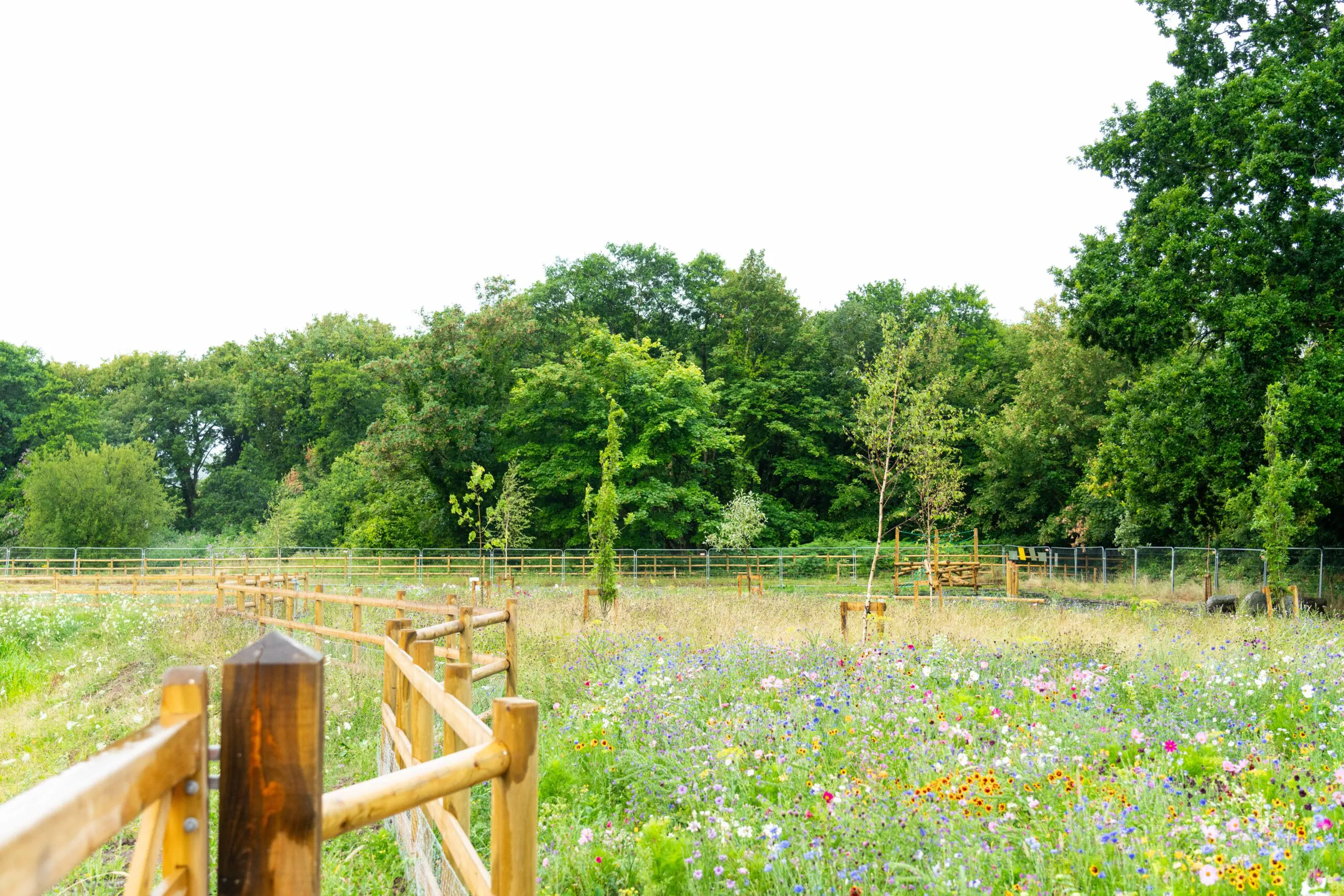 Wooden fenced area filled with blooming wildflowers, with tall trees forming a dense backdrop.