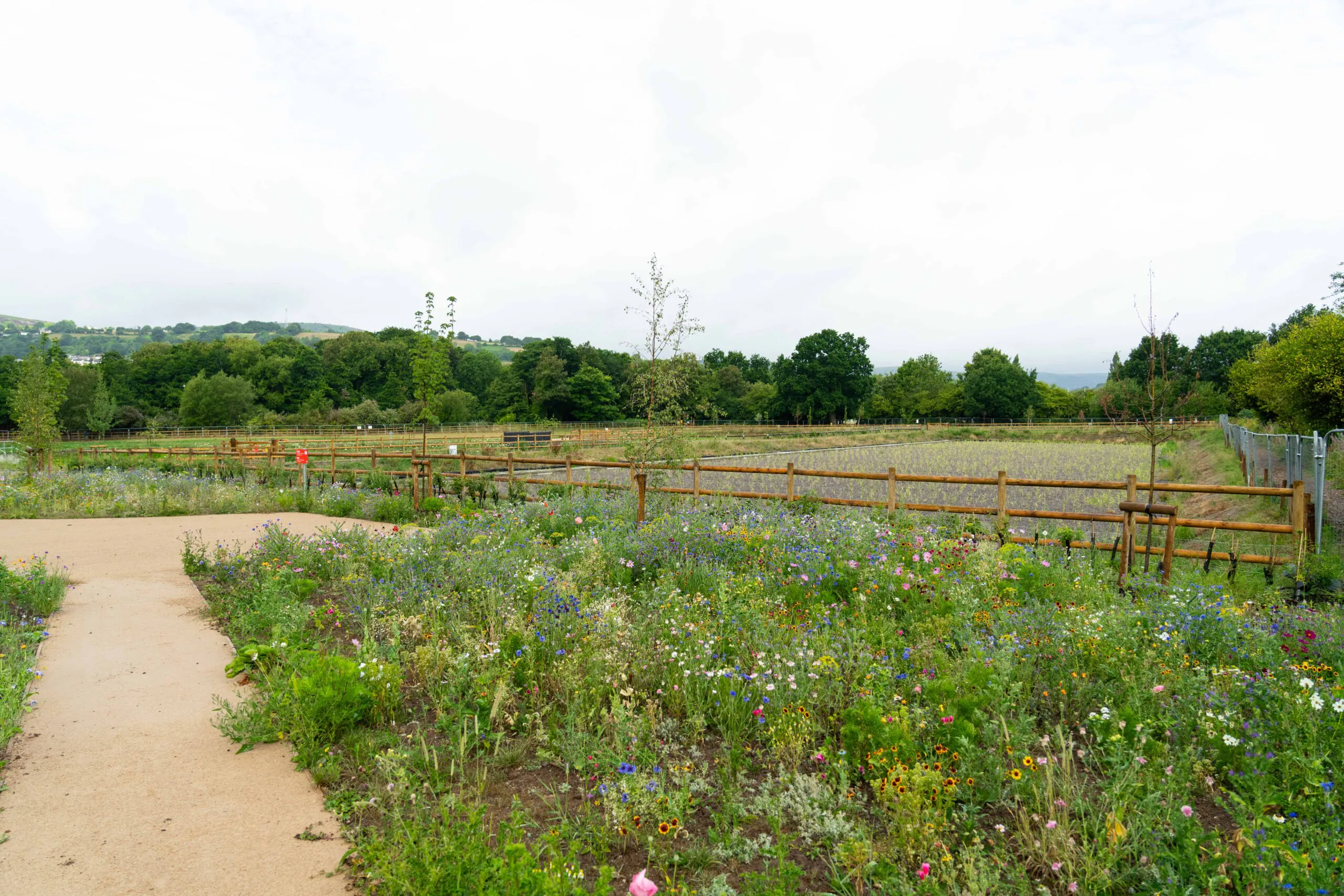 Wildflowers growing near a construction site sign, with fencing and vegetation in the background.