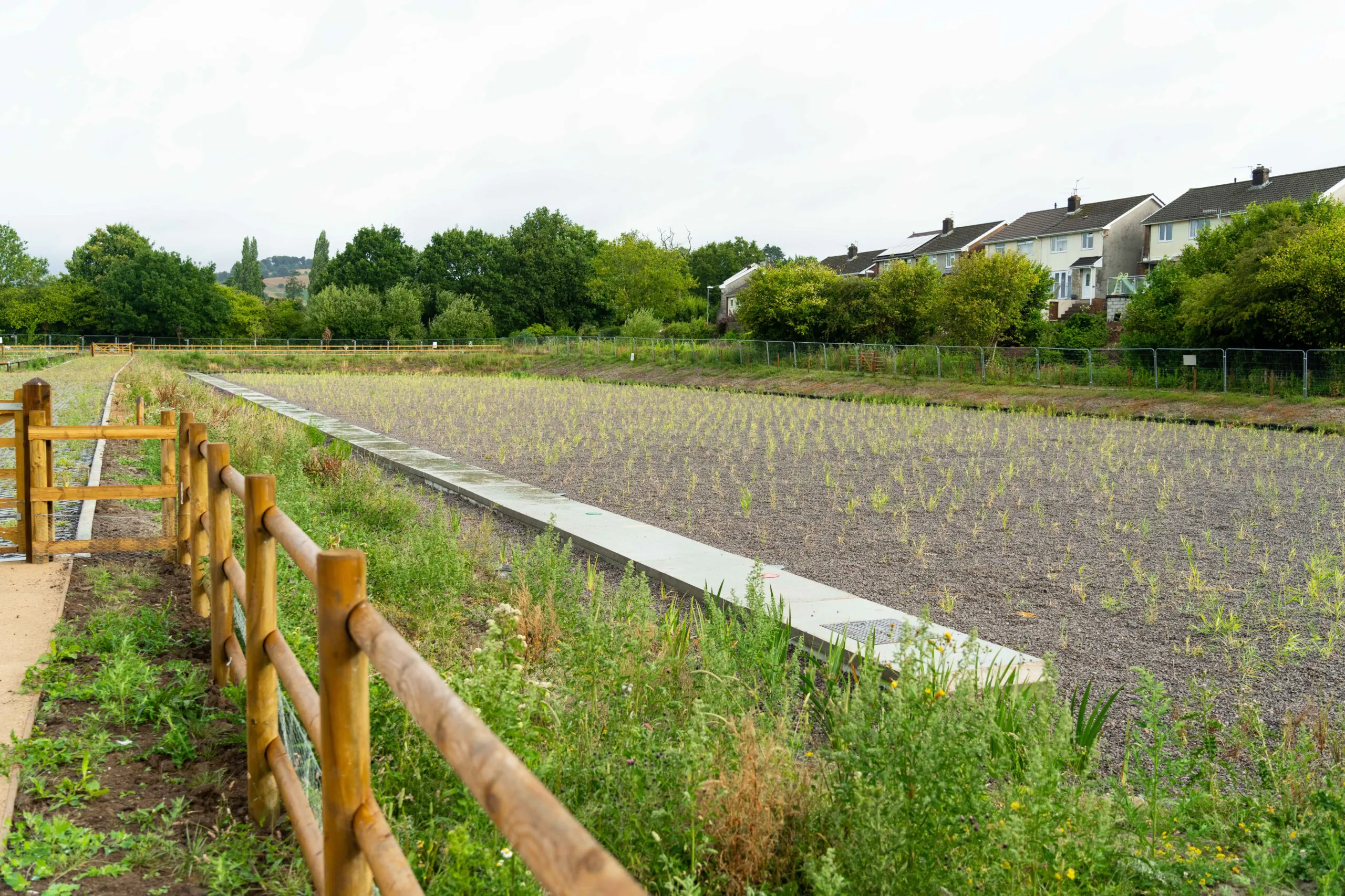 Pathway through a landscaped area with newly planted trees and construction barrels.