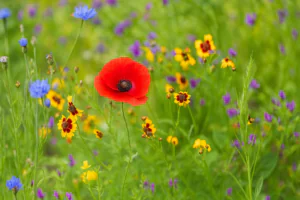 Morgan Sindall Infrastructure announces new charity partnership with Walking With The Wounded 